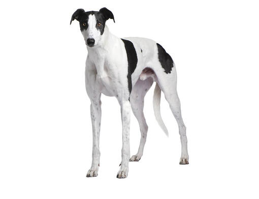 cão Galgo Inglês