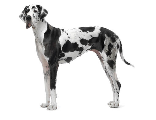 Dogue Alemão