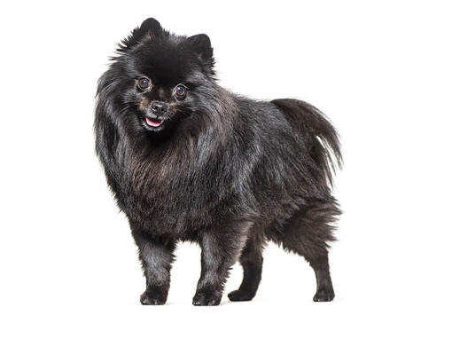 Spitz Alemão Médio