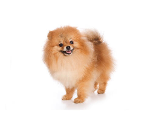 cão Spitz Alemão Anão
