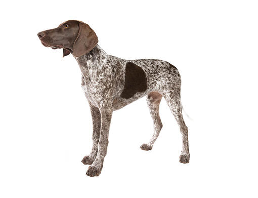 cão Braco Alemão de Pelo Curto