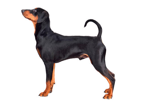 Pinscher (Alemão)