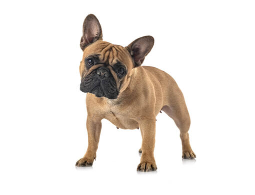 Bulldog Francês