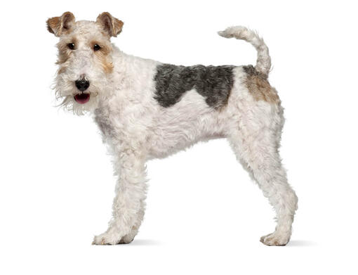 Fox Terrier de pelo Cerdoso