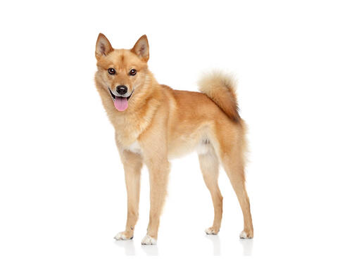 Spitz Finlandês