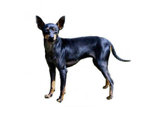 Terrier Miniatura Inglês (Preto & Castanho)