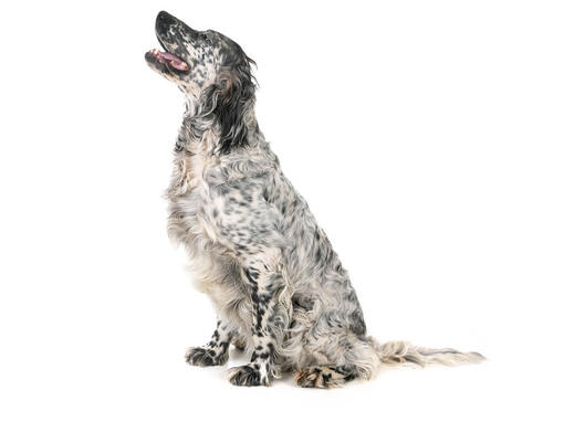 Setter Inglês