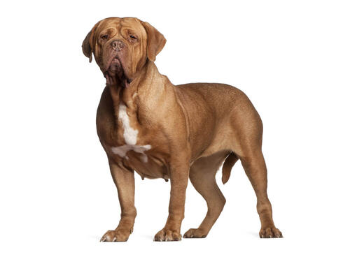 cão Dogue de Bordeaux