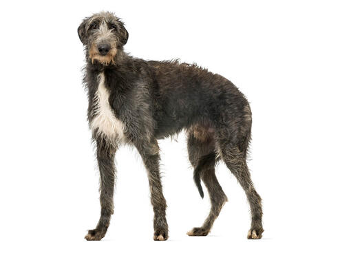 Deerhound/Lébrel Escocês