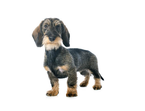 Dachshund (Miniatura de Pelo Cerdoso)