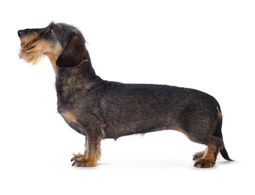 cão Teckel de pelo Cerdoso