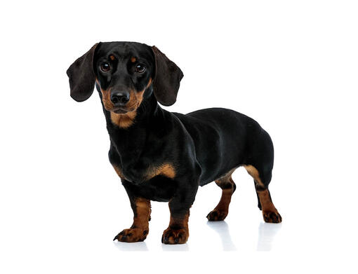 Dachshund (Miniatura de Pelo Sedoso)
