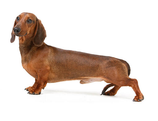 cão Dachshund pelo curto
