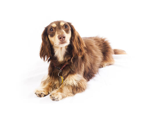 Dachshund/Teckel (Miniatura de Pelo Comprido)