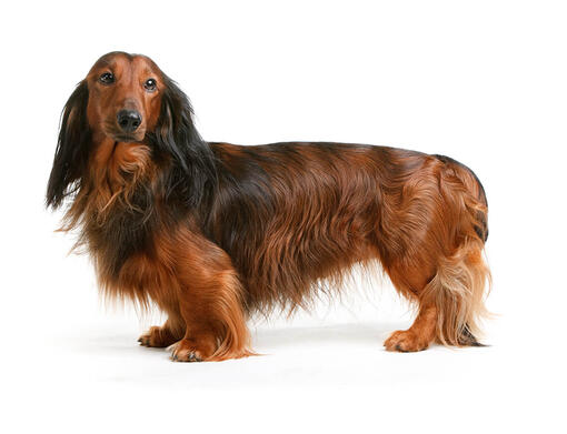 cão Dachshund pelo longo 