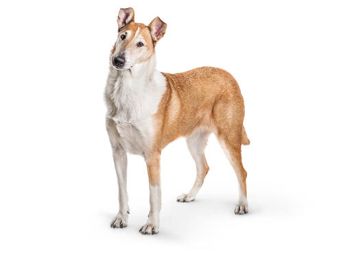 cão smooth collie 