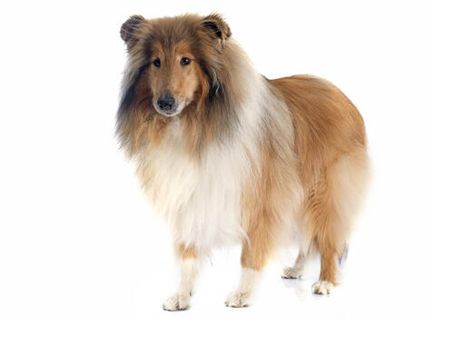 Rough Collie / Collie de pelo Áspero