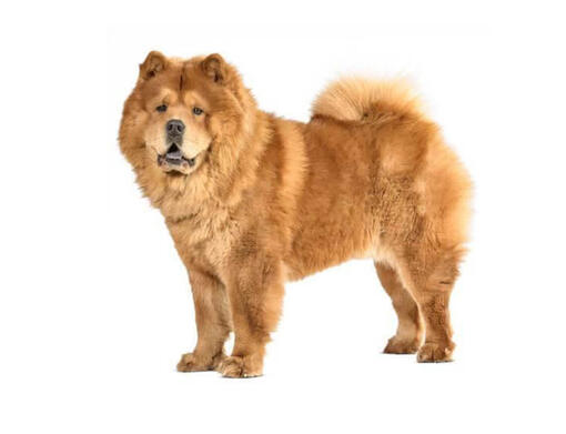 Chow Chow 