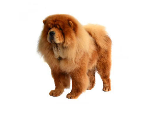 Chow Chow de pelo Áspero