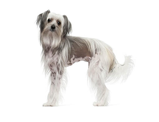 Cão de Crista Chinês