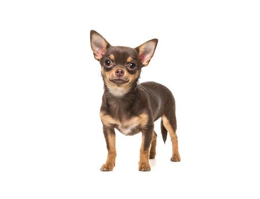 Chihuahua (Pelo Curto)