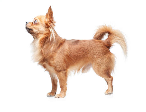 Chihuahua (Pelo Comprido)