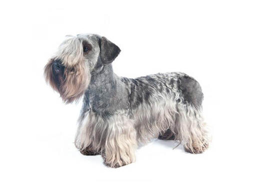 cão Terrier Checo