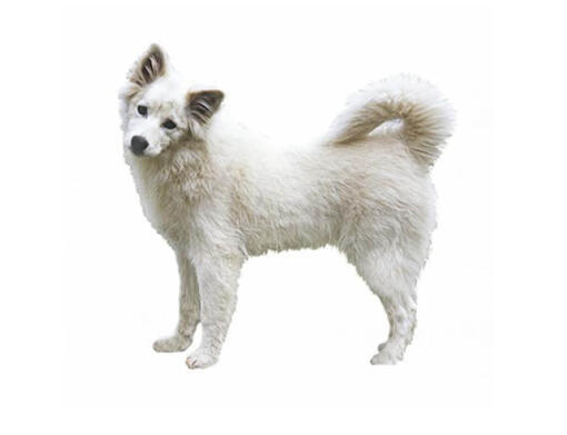 Cão Esquimó Canadense