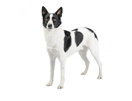 Cão de Canaã