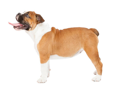 cão Bulldog