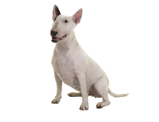 Bull Terrier Inglês: confira tudo sobre essa raça