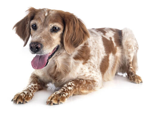 cão spaniel bretão