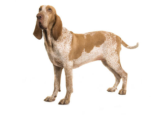 Braco Italiano