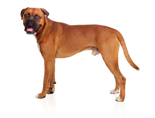 cão boxer