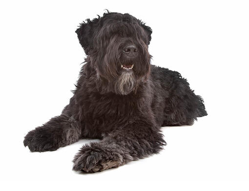 Bouvier da Flandres