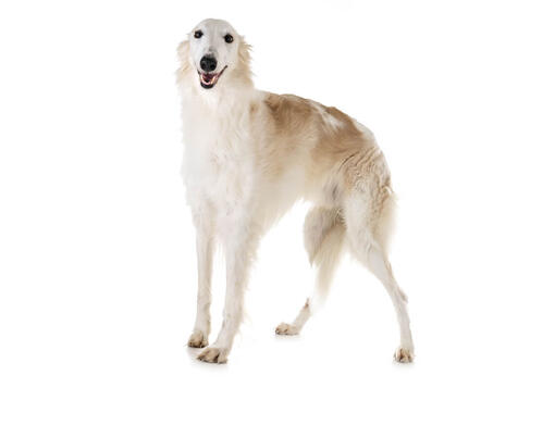 cão Borzoi