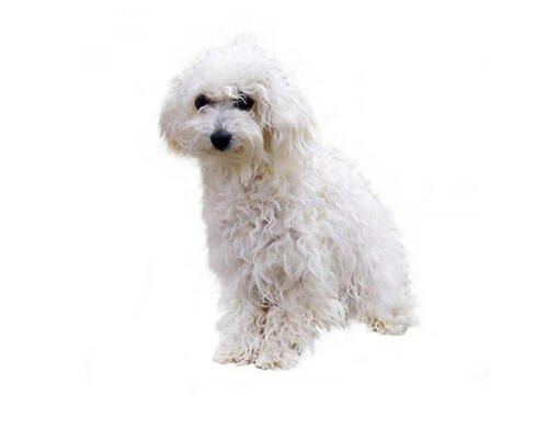 Bichon Bolonhês