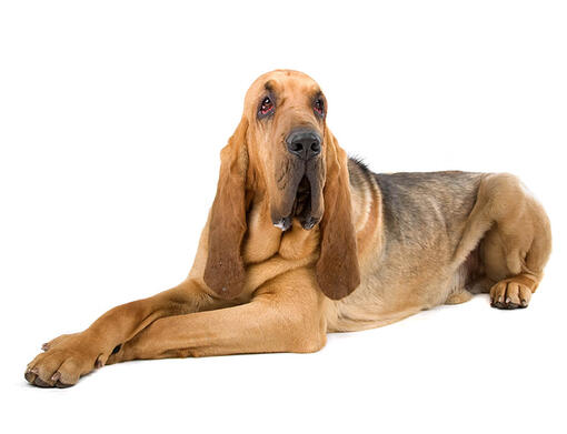 cão Bloodhound