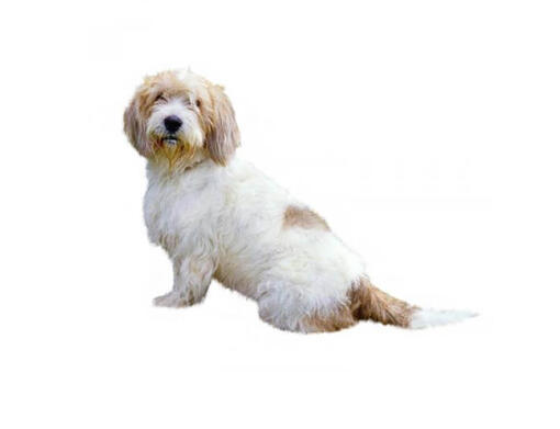 Pequeno Basset Griffon da Vendeia