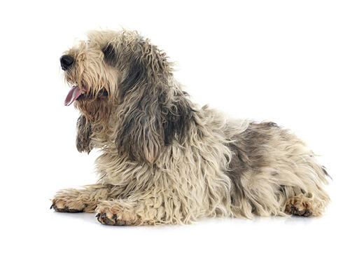 cão Grand Basset Griffon da Vendeia