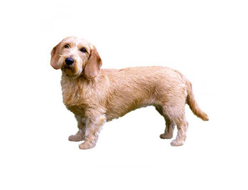 Basset Fulvo da Bretanha