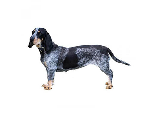 Basset Azul da Gasconha