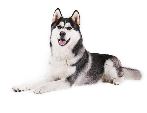 Malamute do Alasca
