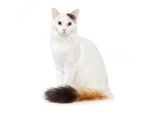 Turkish Van/Van Turco