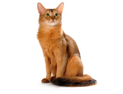 Gato Somali
