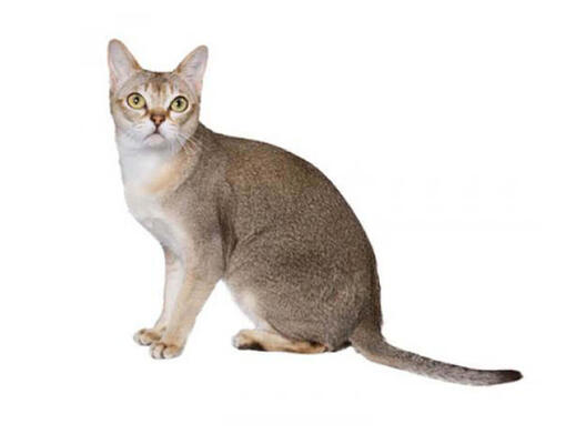 Gato Singapura