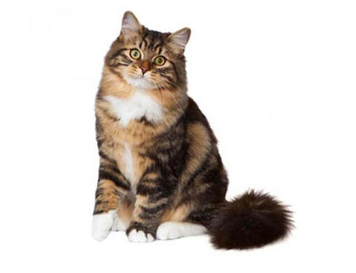 Gato Siberiano