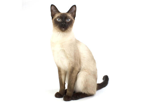Gato Siamês