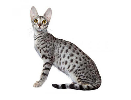 Gato Savannah