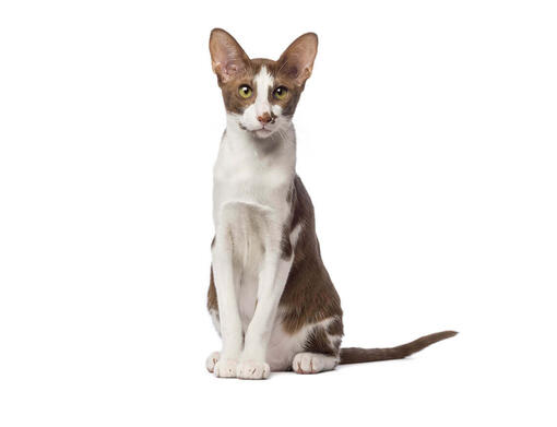 gato Oriental shorthair
